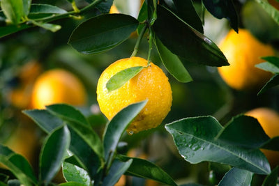 7 Brilliant Uses for Lemons (Hint: They're Not Just For Eating!)