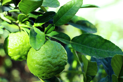 Delicious and Nutritious: 5 Benefits and Uses of Kaffir Lime Leaves
