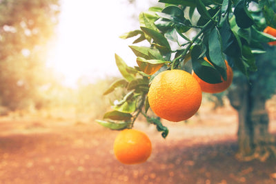 5 Great Health Benefits of Eating Oranges