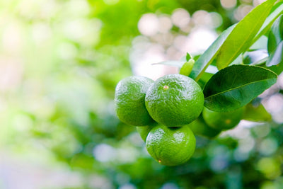 Is it Key Lime Season Yet? Everything You Need to Know About Key Lime Harvesting