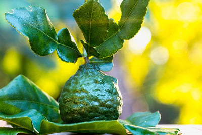 The Care, Keeping, & Cooking of Kaffir Lime Leaves