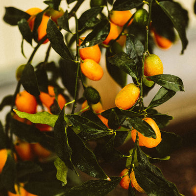 Wondering What to Do With Kumquats? Here Are 3 Things to Try