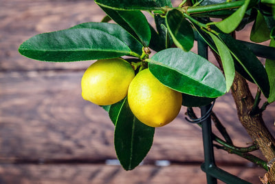 Meyer Lemon vs. Regular Lemon: What's the Difference?