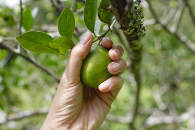 When to Pick Limes: How to Tell When a Lime Is Ripe