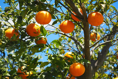 Can You Pick a Favorite? Your Expert Guide to Types of Oranges