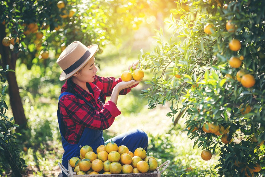 Orange Natural Ripe Process How to Tell When an Orange is Ripe and Ready to Eat – US Citrus