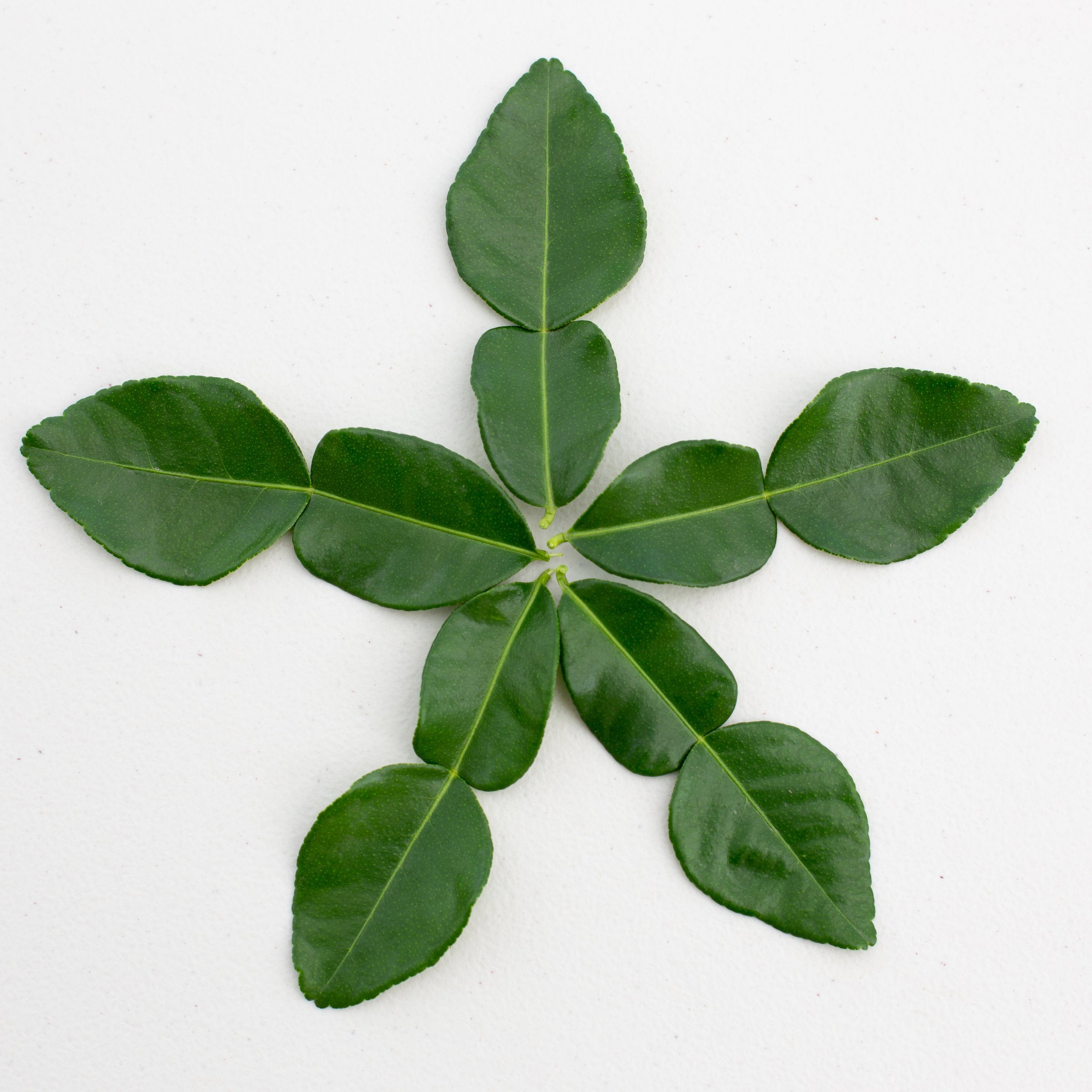 Kaffir Lime Leaves